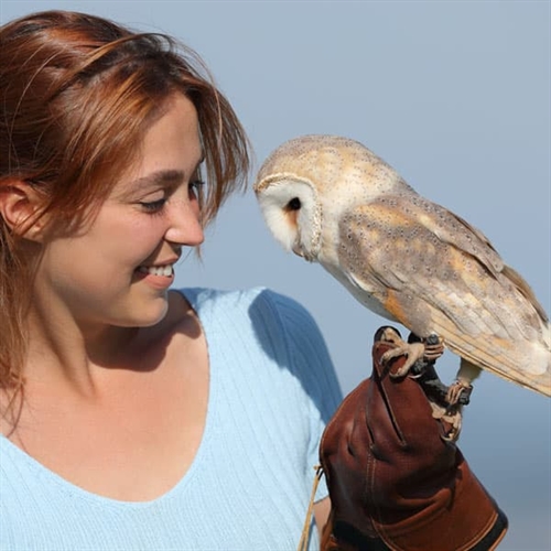 Falconry Experiences Nationwide Falconry Experiences Nationwide